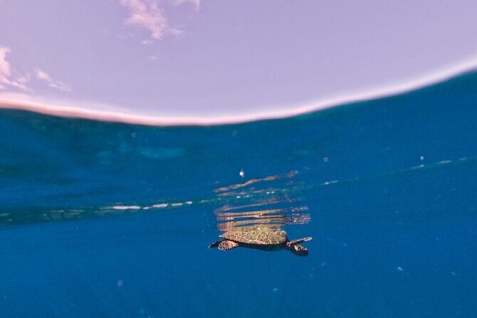 Snorkeling picnic in 4h30 with lunch in Tahiti - Return to Tahiti: Relaxed and Satisfied