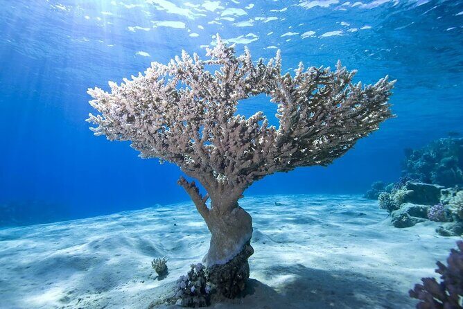 Snorkeling: Ras Mohamed & White Island With Lunch And Drinks - Equipment and Optional Extras