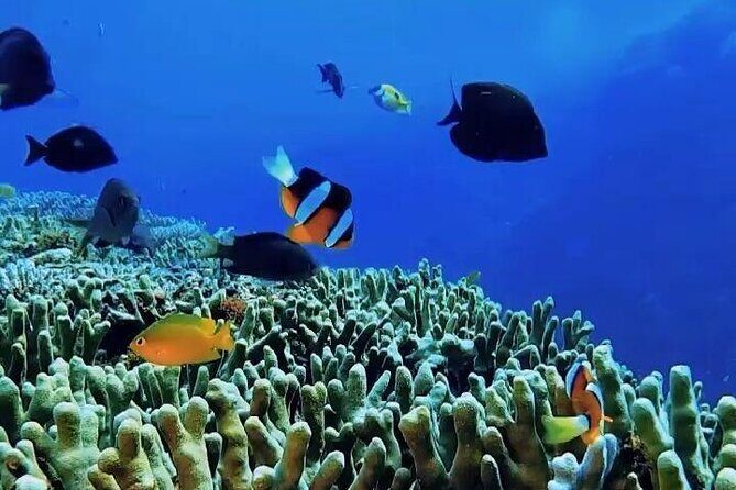 Snorkeling: Ras Mohamed & White Island With Lunch And Drinks - The Value Proposition