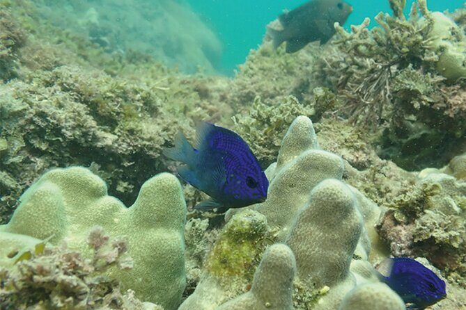 Snorkeling San Carlos with a Marine Biologist - Who Should Book This Tour?