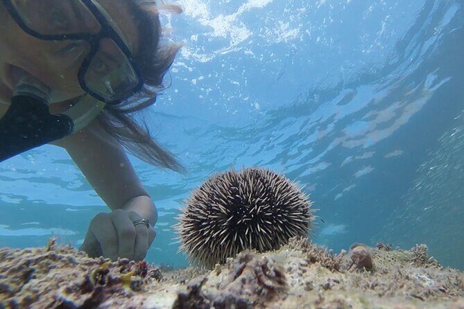 Snorkeling San Carlos with a Marine Biologist - FAQs