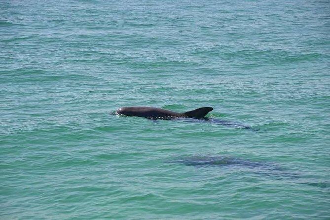 Snorkeling, Shelling & Eco Excursion - Considerations Before Booking