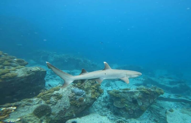 Snorkeling St-Pierre Marine Park and Anse Petite Cour - The Sum Up: Who Will Love This Tour?
