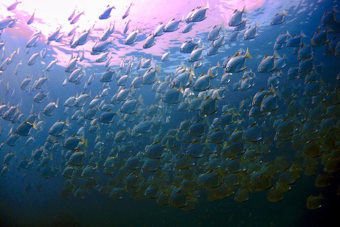 Snorkeling ( start at Ko Kut) - Key Points