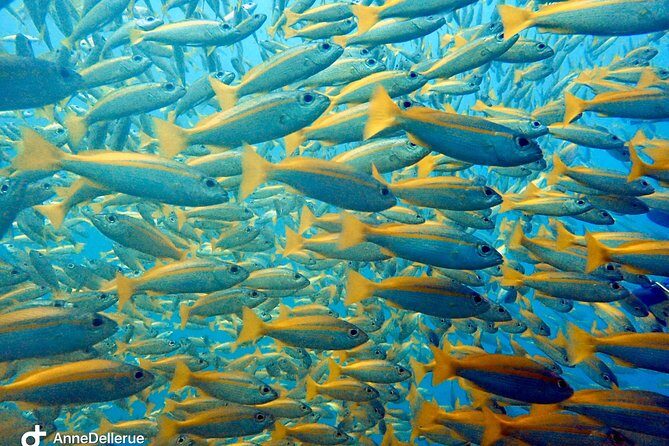 Snorkeling ( start at Ko Kut) - An In-Depth Look at the Tour Experience