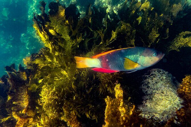 Snorkeling To Discover Sydney's Underwater Wonders - Key Points