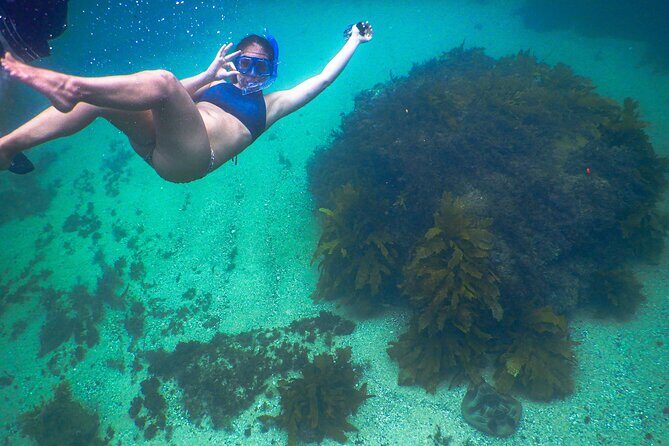 Snorkeling To Discover Sydney's Underwater Wonders - An In-Depth Look at the Snorkeling Tour
