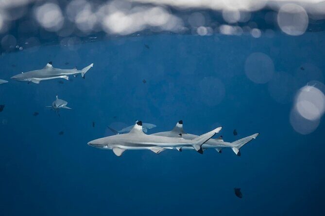 Snorkeling tour by boat on Moorea - FAQ