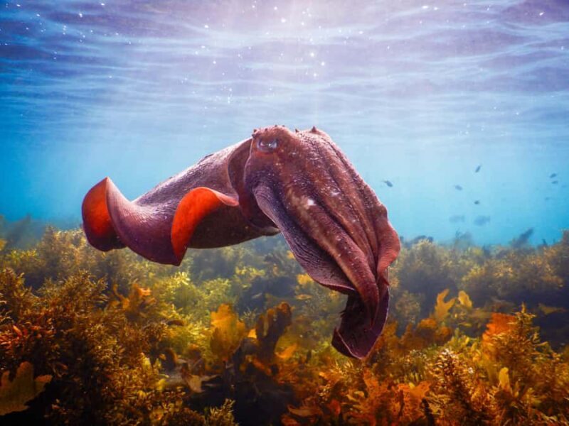 Snorkeling Tour: Discover Sydneys impressive sea life - An In-Depth Look at the Snorkeling Experience