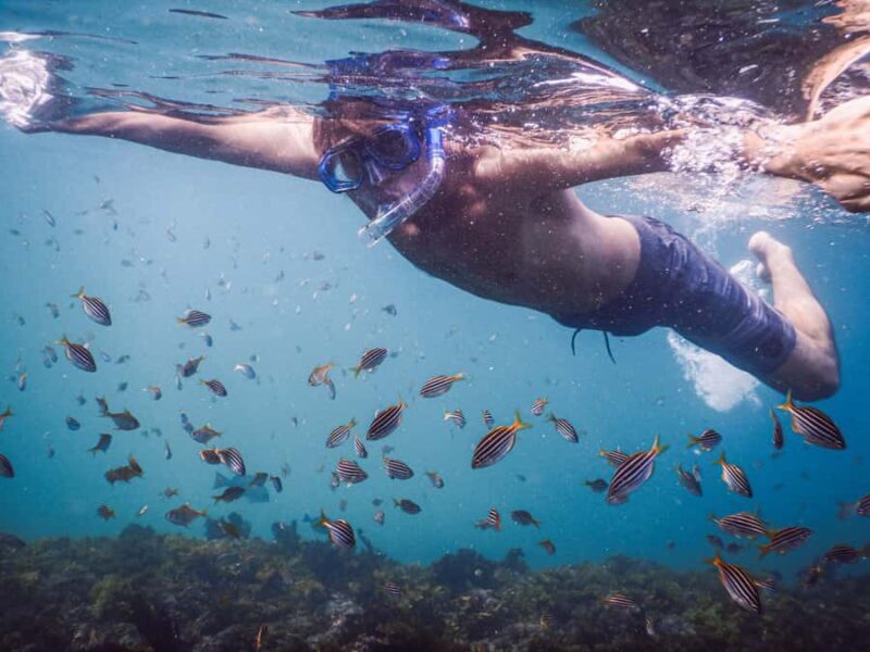 Snorkeling Tour: Discover Sydneys impressive sea life - FAQ