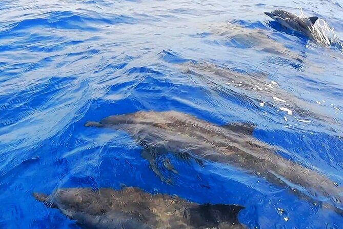 Snorkeling Tour in Moorea Aquatic Adventure Half Day - The Price and Its Value