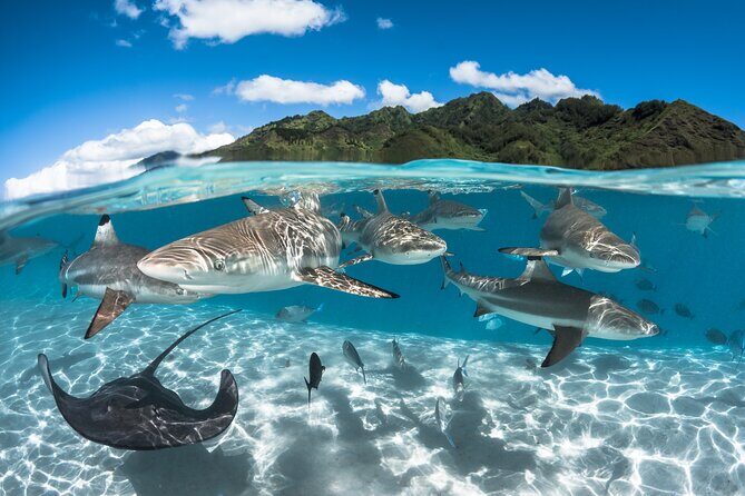 Snorkeling Tour in Moorea Aquatic Adventure Half Day - Who Is This Tour Best Suited For?