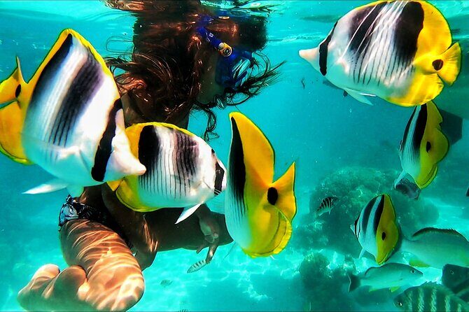 Snorkeling Tour in Moorea Aquatic Adventure Half Day - The Sum Up