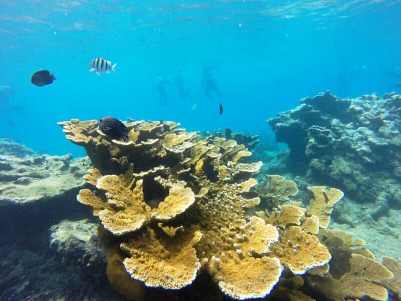 Snorkeling Tour & Sosua Beach Day - FAQ