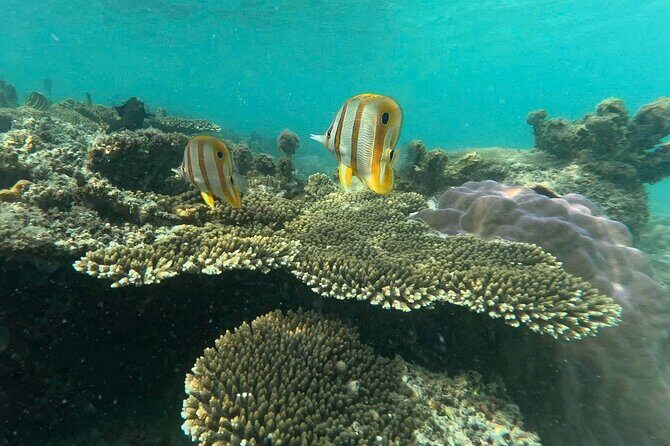 Snorkeling tour to South of Phu Quoc Island & BBQ ( Max 10 PAX ) - Final Thoughts