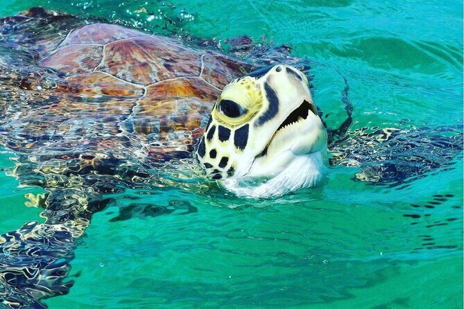 Snorkeling Tour to Vieques Island only 30 minutes away! - Key Points