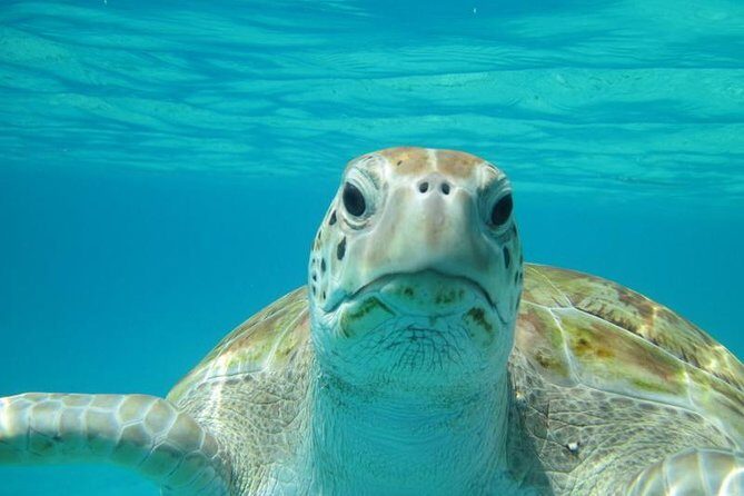 Snorkeling Tour (with Light Refreshments) - An Honest Look at Tobago’s Snorkeling Tour (with Light Refreshments)