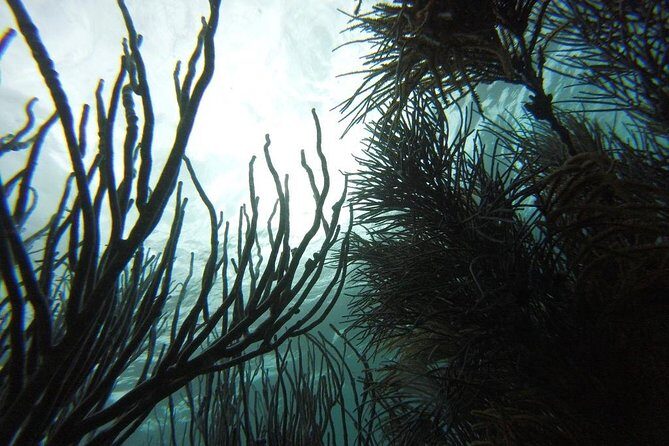Snorkeling Tour (with Light Refreshments) - What the Reviews Say: Authentic Perspectives