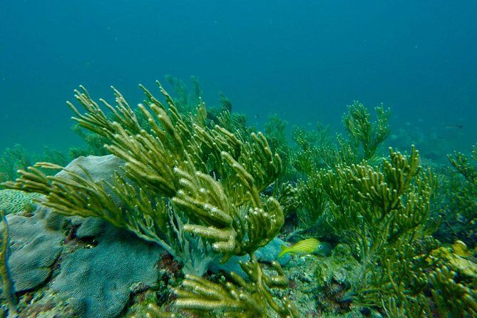 Snorkeling Tour (with Light Refreshments) - Price and Value: Is It Worth It?