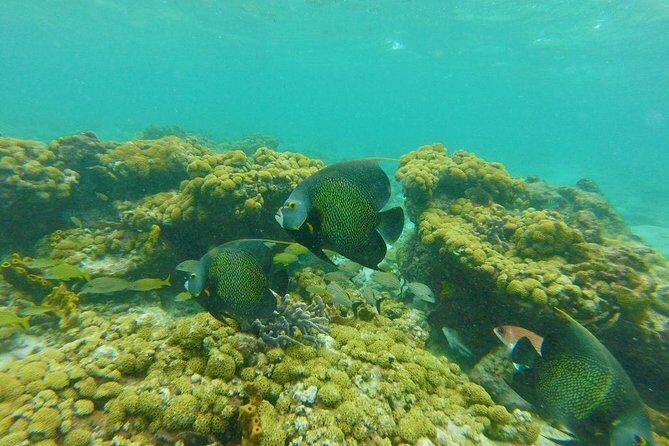 Snorkeling Tour (with Light Refreshments) - The Sum Up