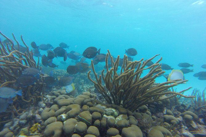 Snorkeling Tour (with Light Refreshments) - FAQs