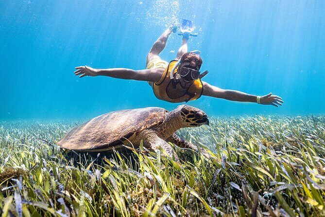 Snorkeling Tour with Turtles and Stingrays Puerto Morelos - What to Expect from This Puerto Morelos Snorkeling Tour