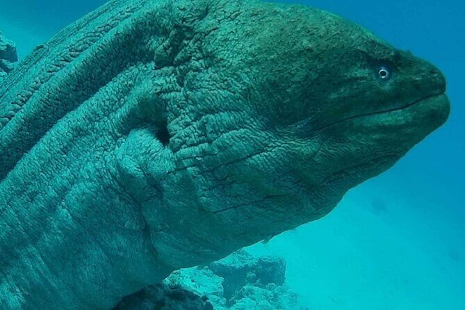 Snorkeling Tours Hurghada Boat excursions Orange bay Trip - What the Tour Offers: A Close Look