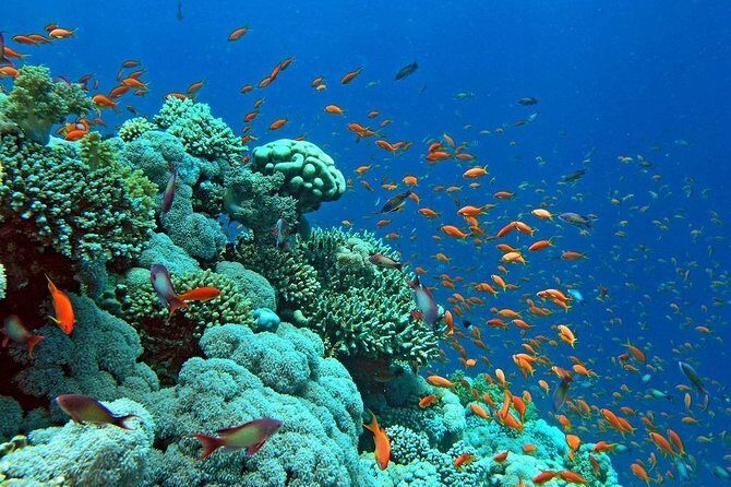 Snorkeling Trip at Hamata Islands From Marsa Alam - Key Points