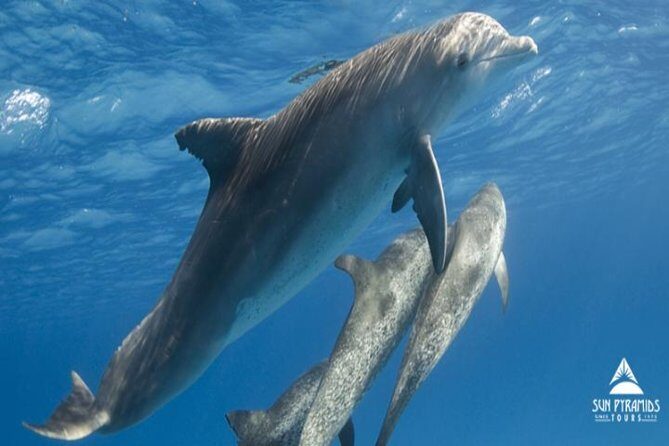 Snorkeling Trip At Satayh Dolphin Reef - What to Expect from the Satayh Dolphin Reef Snorkeling Trip