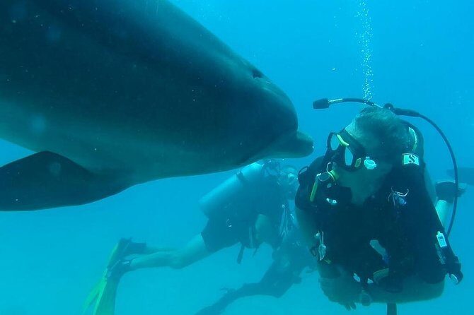 Snorkeling Trip At Satayh Dolphin Reef - Authentic Experiences and Traveler Feedback