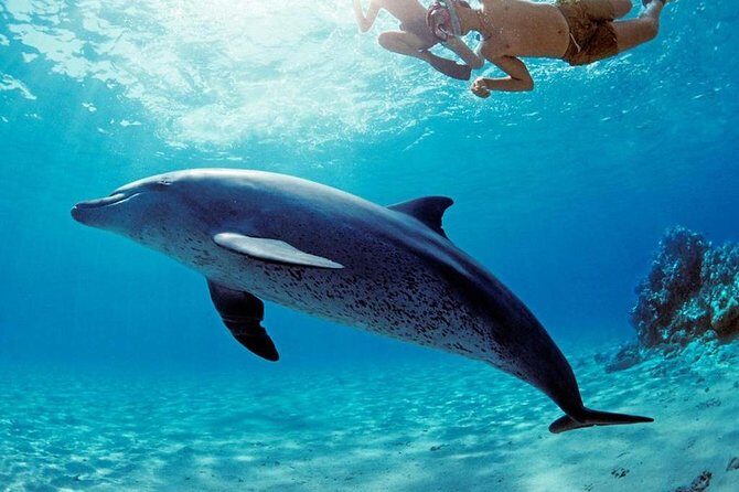 Snorkeling Trip At Satayh Dolphin Reef - Summary