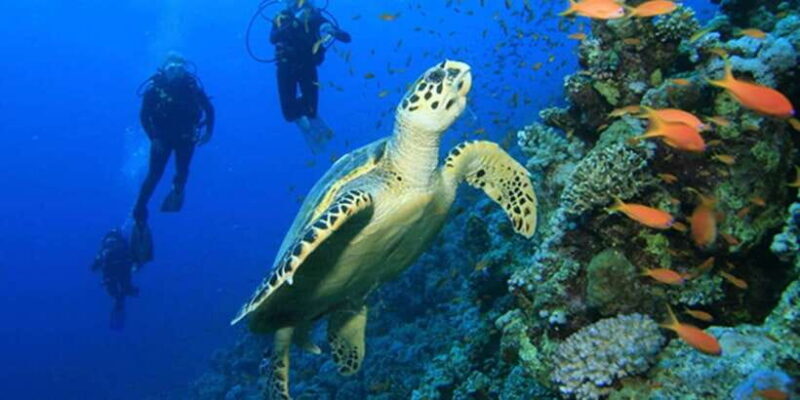 Snorkeling Trip from Polhena Beach, Matara, Sri Lanka - Authentic Experiences and Real Traveler Feedback