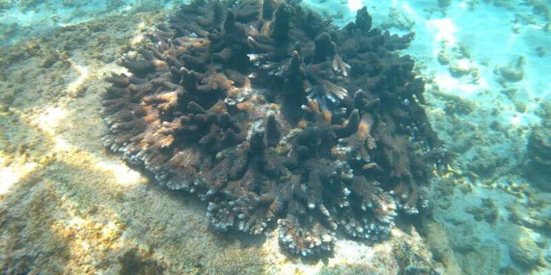 Snorkeling Trip from Polhena Beach, Matara, Sri Lanka - Practical Details That Matter