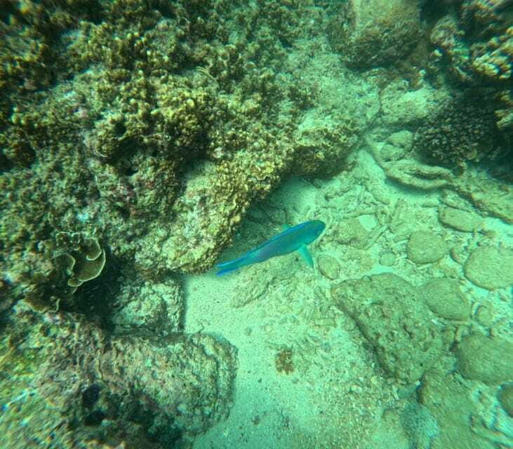 Snorkeling Trip To Angel Rock - The Sum Up