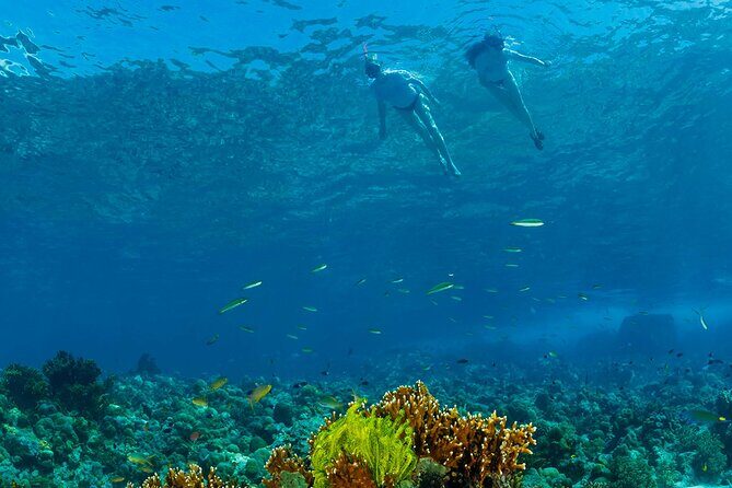 Snorkeling Trip to Menjangan Island - A Close Look at the Experience