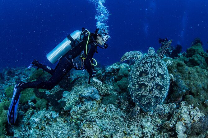 Snorkeling Trip to Menjangan Island - Practical Tips for Future Travelers