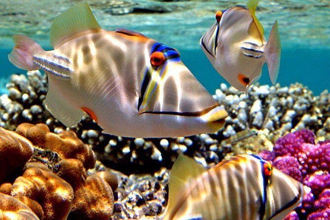 Snorkeling Trip to Utopia Island in Safaga from Luxor - An Introduction to the Utopia Island Snorkeling Tour