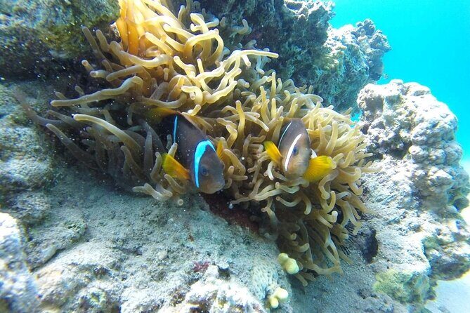 Snorkeling Trip with pick up ( beach) - Who Should Book This Tour?
