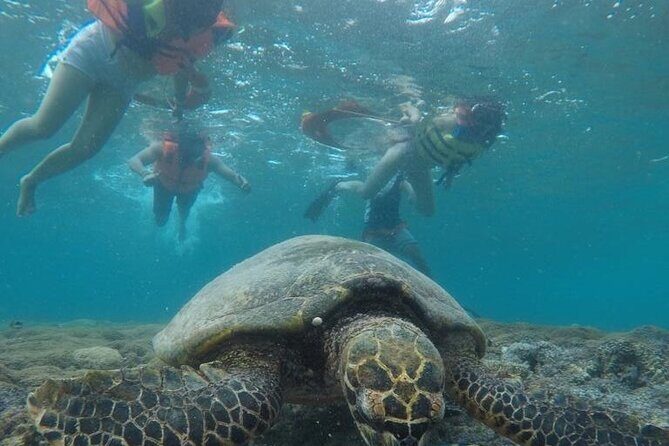 Snorkeling Turtles Points & Underwater Statues In Gili Islands - The Sum Up: Who Should Consider This Tour?