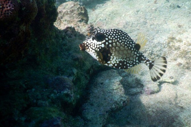 Snorkeling with Caribbean fish and private cenote exploration - Authenticity and Unique Touches