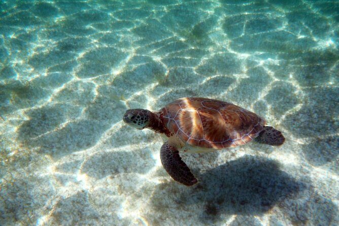 Snorkeling with Caribbean fish and private cenote exploration - Final Verdict