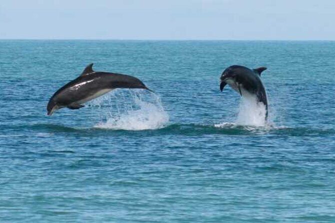 Snorkeling with Dolphins & Lunch In Sataya Reefs From Marsa Alam - Who This Tour Is Perfect For