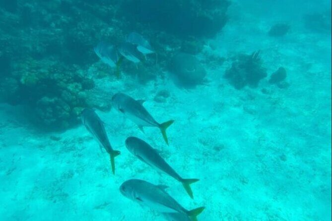 Snorkeling with Sea Scooters and Sea Adventure - Offshore - What the Tour Includes and How It Feels