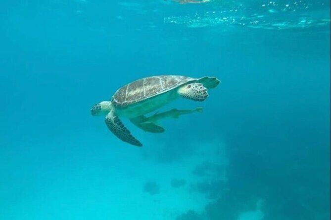 Snorkeling with Sea Scooters and Sea Adventure - Offshore - The Sum Up
