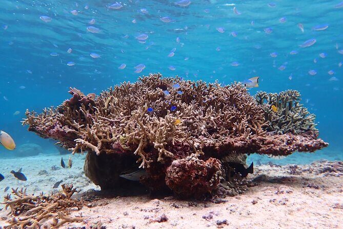 Snorkeling with Sea Turtle - The Itinerary: Breaking Down the Day