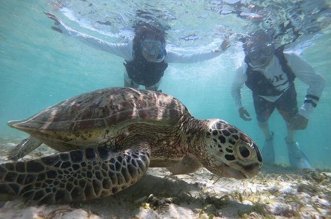 Snorkeling with Sea Turtle - What Past Guests Are Saying (Hypothetically)