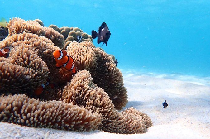 Snorkeling with Sea Turtle - Frequently Asked Questions