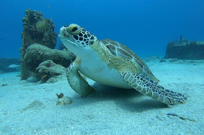 Snorkeling with Sea Turtles - Practical Details That Matter