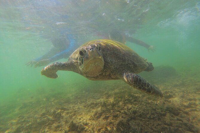 Snorkeling with Sea Turtles in Mirissa (Pickup and Drop included) - The Group Size and Atmosphere