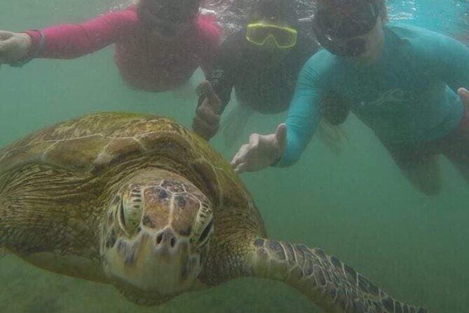 Snorkeling with Sea Turtles in Mirissa (Pickup and Drop included) - The Experience in Context